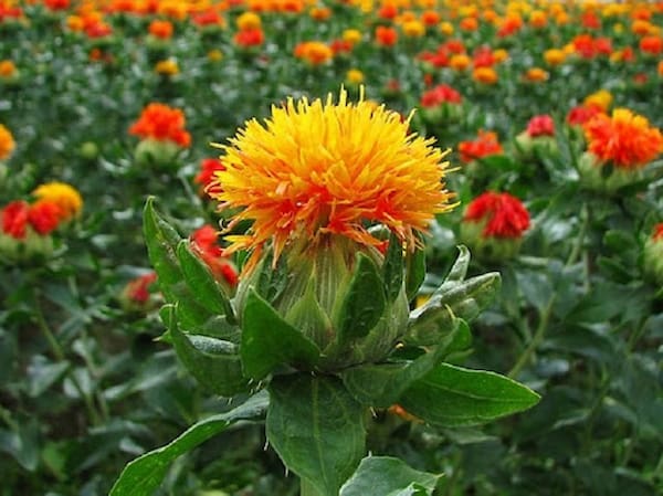 تصویر 2 از خرید گیاه دارویی گلرنگ + قیمت فروش استثنایی